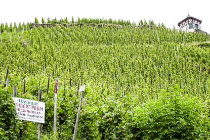 Vineyards above Bernkastel-Kues