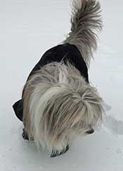 Bearded Collie in boots