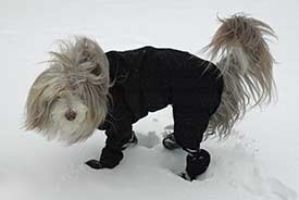 Bearded Collie in snowsuit