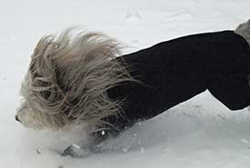 A Bearded Collie in winter