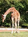 Rotterdam Zoo photo