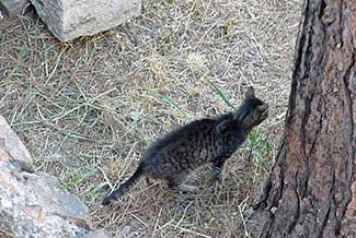 Cat in Roman ruins