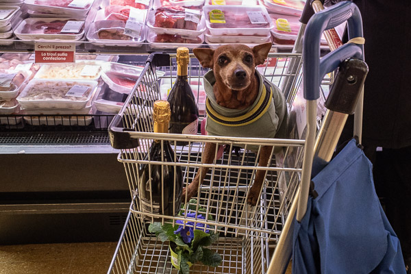 Dog in Despar Teatro italia supermarket, Venice, Italy.