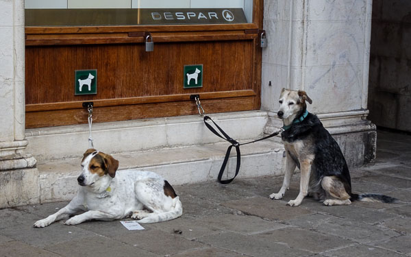 Dogs wait outside the Despar Teatro Italia supermarket in Venice, Italy.