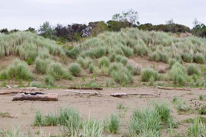 Alberoni dunes