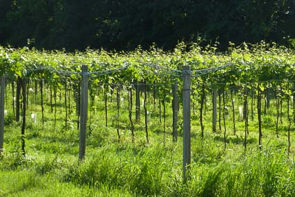 Grapevines at Il Dominio di Bagnoli