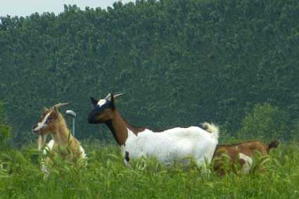 Goats at San Leone Lock