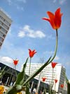 Dresden shopping district