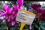 Cyclamen for sale at Serra dei Giardini