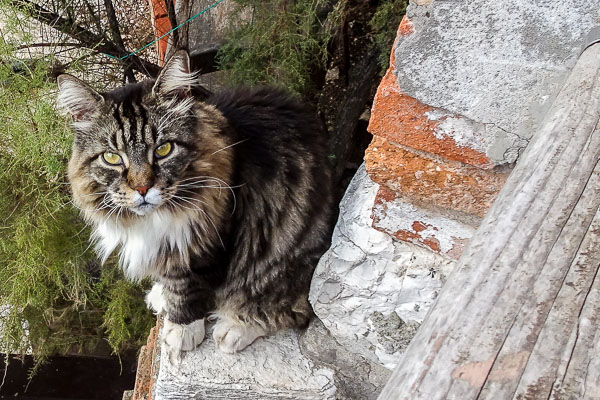 Maine Coon cat in Cannaregio, Venice, Italy.