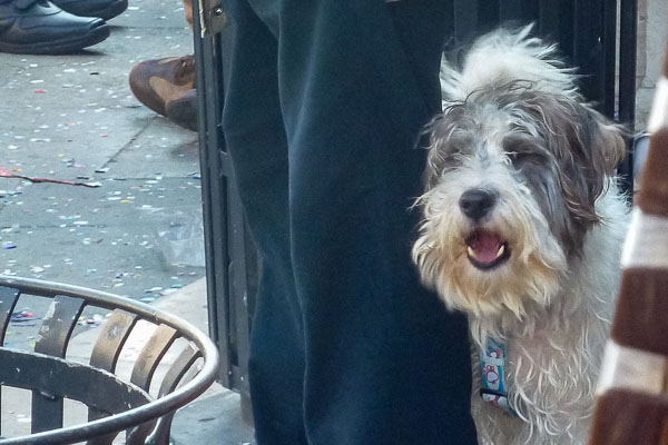 Dog in Piazza San Marco, Venice, Italy.