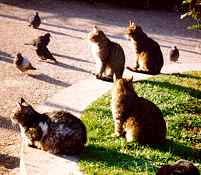 Venetian cats photo