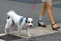 Dog in downtown Mestre