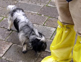 dog and plastic boots photo